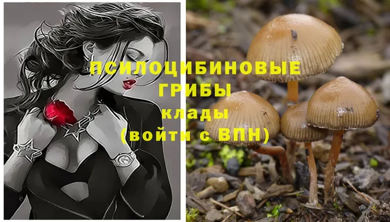 сайты даркнета как зайти  Тосно  Галлюциногенные грибы Psilocybe 